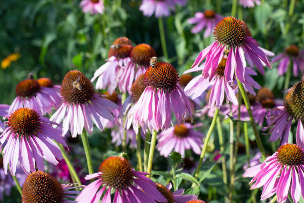 istock Echinacea in garden in sunny day. 1273517887