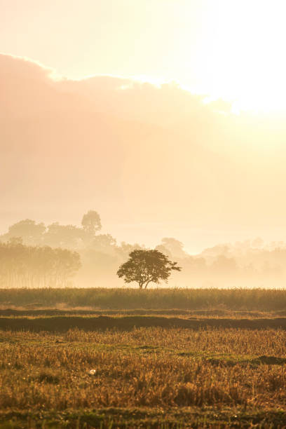 istock Fields outside the city in the morning 1273519009