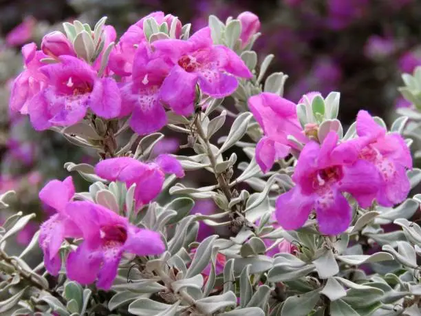 Violet Silverleaf, Big Bend Silverleaf, Cenizo
Leucophyllum candidum, Texas sage. Close-up. Xeriscape. Drought tolerant. Purple flowers. In bloom.