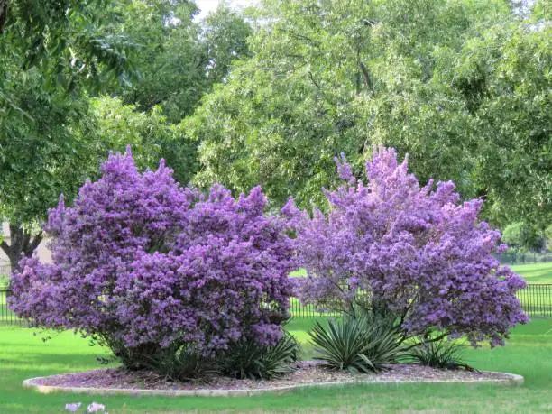 Violet Silverleaf, Big Bend Silverleaf, Cenizo
Leucophyllum candidum, Texas sage. Shown in landscapes. Xeriscape. Drought tolerant. Purple flowers. In bloom.