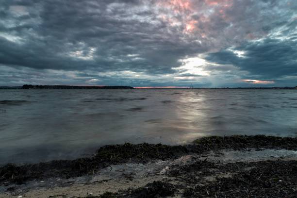 Seaweed on the Shore A silver scene of seaweed, water and thick clouds. sandbanks poole harbour stock pictures, royalty-free photos & images