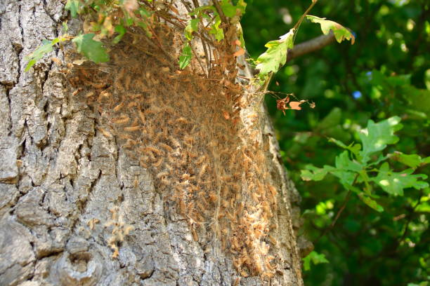 Nest of oak procession spinner on an oak Nest of oak processionary moth on an oak tree caterpillar's nest stock pictures, royalty-free photos & images