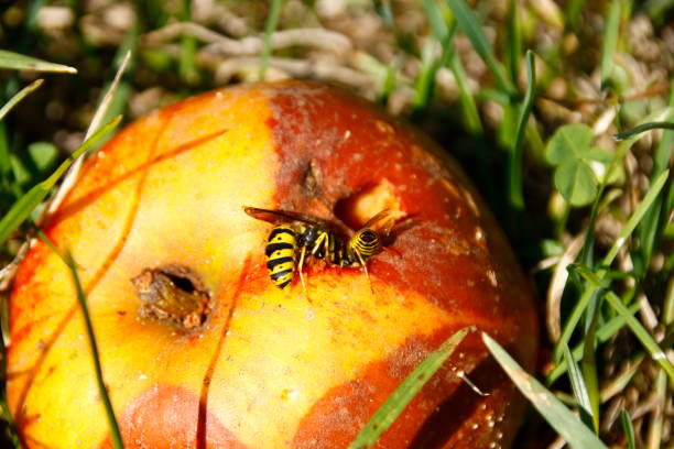istock Wasp sits on an apple and sucks juice 1273521639