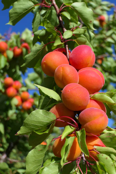 istock Big juicy apricots on the trees 1273524199