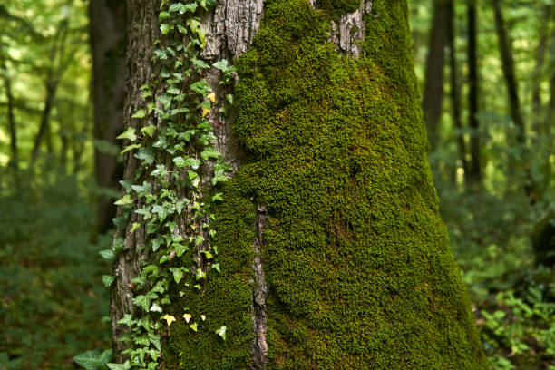 fragment of a tree trunk with moss and bindweed fragment of an old tree trunk covered with moss and bindweed bindweed photos stock pictures, royalty-free photos & images