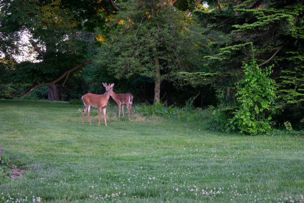 istock A Deer in a Patch of Grass in a Suburban Backyard 1273525263