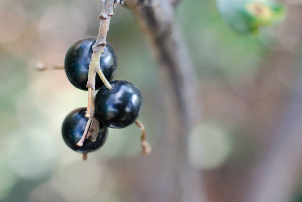 istock Ripe juicy black currant grows on the bush 1273527378