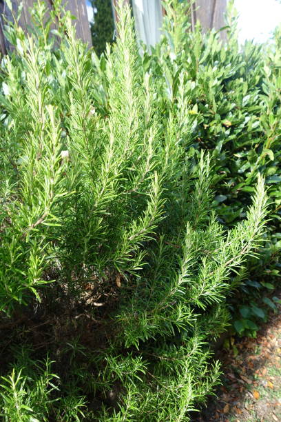 istock Rosemary  Aromatic plant 1273527452