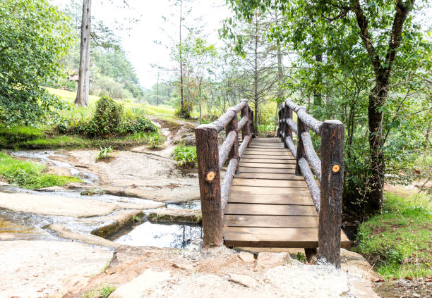 istock Beautiful green forest in Mazamitla 1273527826