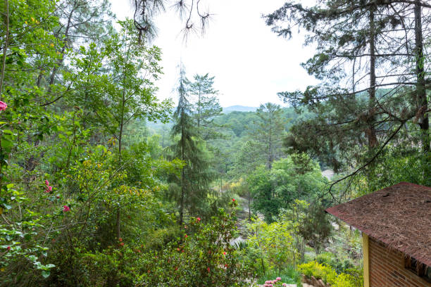 istock Beautiful green forest in Mazamitla 1273527828
