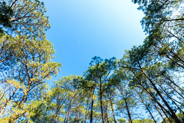 istock Beautiful green forest in Mazamitla 1273528463