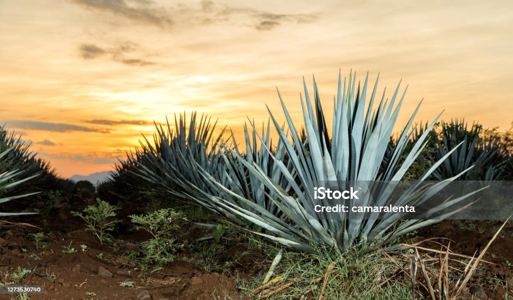 Sonnenuntergangslandschaft einer Tequila-Plantage - Lizenzfrei Agave Stock-Foto Sonnenuntergangslandschaft einer Tequila-Plantage - Lizenzfrei Agave Stock-Foto