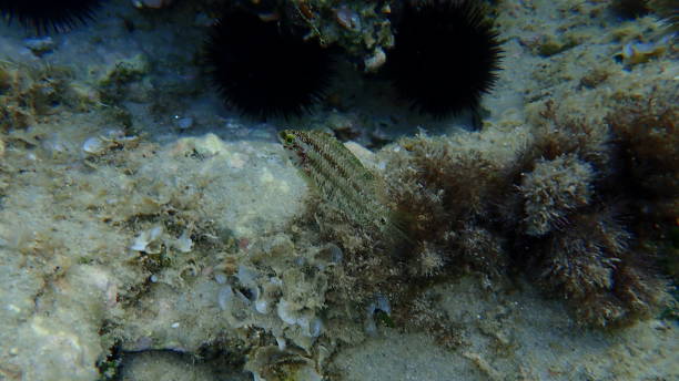 istock Five-spotted wrasse (Symphodus roissali) undersea, Aegean Sea, Greece 1273530851