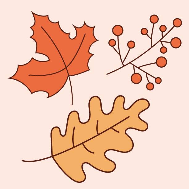 ilustrações, clipart, desenhos animados e ícones de conjunto de folhas de outono. inclui folha de carvalho, folha de bordo, ilustração de vetor isolado de frutas de cinzas. ícones vetoriais para mobile e web design em estilo plano. conjunto de logotipo do aplicativo. folhas sazonais para o clima de outon - oak leaf leaf maple leaf autumn