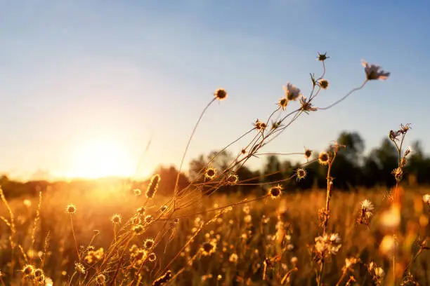 Abstract warm landscape of dry wildflower and grass meadow on warm golden hour sunset or sunrise time. Tranquil autumn fall nature field background. Soft shallow focus.