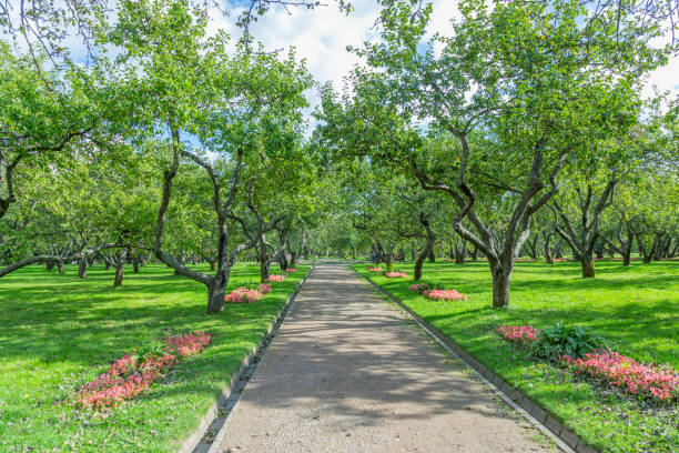 istock Path for pedestrians in the summer park 1273534404