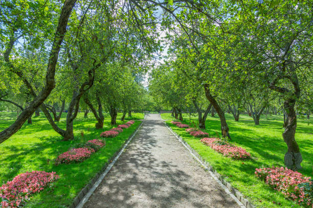 istock Path for pedestrians in the summer park 1273534411