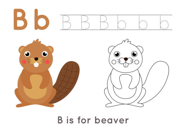  Letra B Para Beaver Ilustración Dibujo Animado Ilustraciones, gráficos vectoriales libres de derechos y clip art