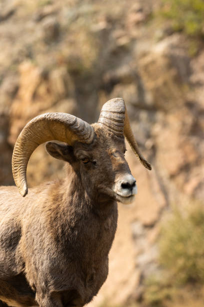 istock Bighorn Sheep in Waterton Autumn 1273534631