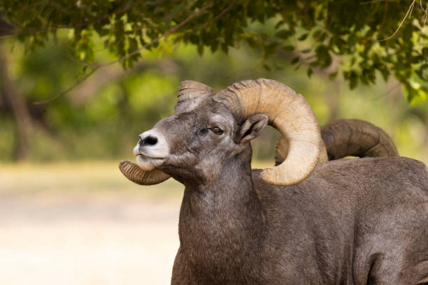 Bighorn Sheep in Waterton Autumn