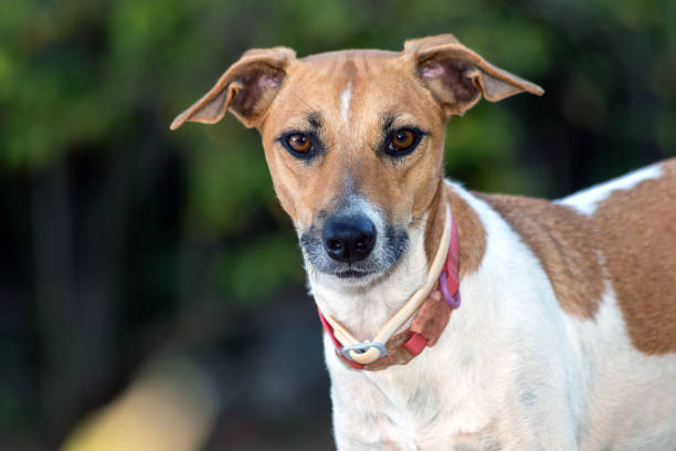 istock A female dog 1273535380