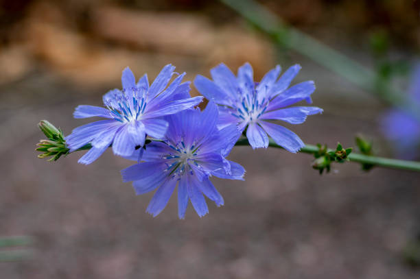 cichorium intybus chicorée fleurs à fleurs bleues, pissenlit de marguerite bleu commun en fleur, plante sauvage - succory photos et images de collection