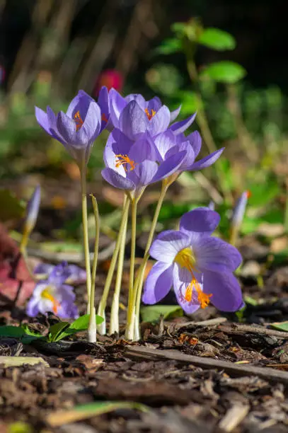 Crocus speciosus, biebersteins crocus, autumn blue purple flowering plant with orange yellow center, Biebersteins crocus flowers in bloom, autumn species growing in barkdust