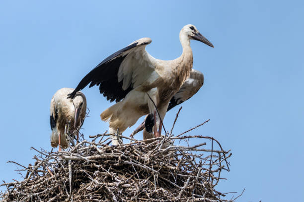 istock European white stork breeding babies before migration 1273535454