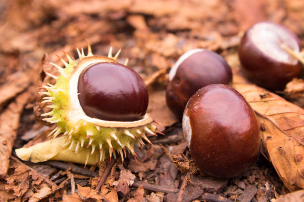 grupa aesculus hippocastanum dojrzewa kolczaste owoce zwane kasztanami owca, szczegóły brązowych orzechów conker na glebie - barb horse zdjęcia i obrazy z banku zdjęć