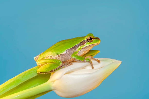istock Beautiful Europaean Tree frog Hyla arborea 1273535602