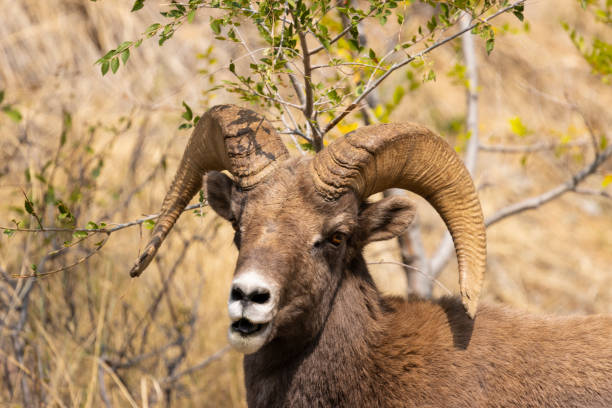 istock Bighorn Sheep in Waterton Autumn 1273536326