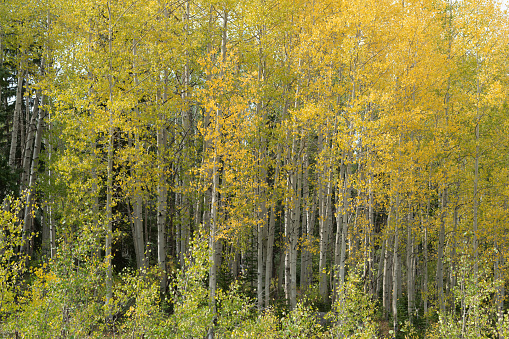 A stand of aspen trees has just turned gold with the coming of autumn to western Colorado's Grand Mesa.