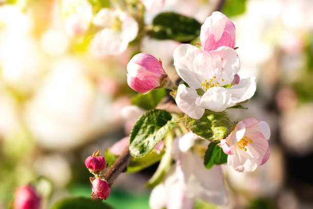 istock Blooming apple flowers in spring garden, macro 1273539268
