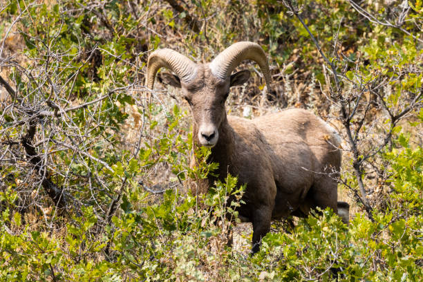 istock Bighorn Sheep in Waterton Autumn 1273539669