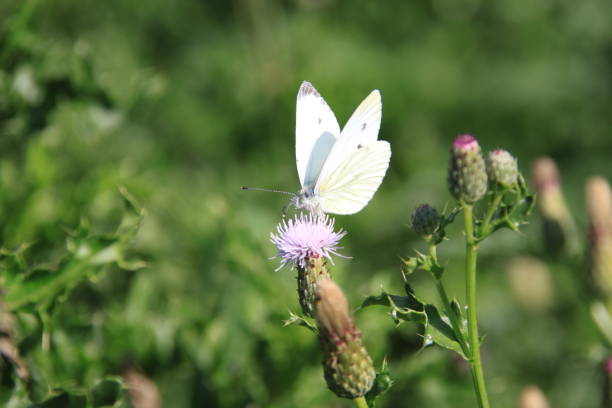 istock Butterfly seeking for food at a thistle 1273540246