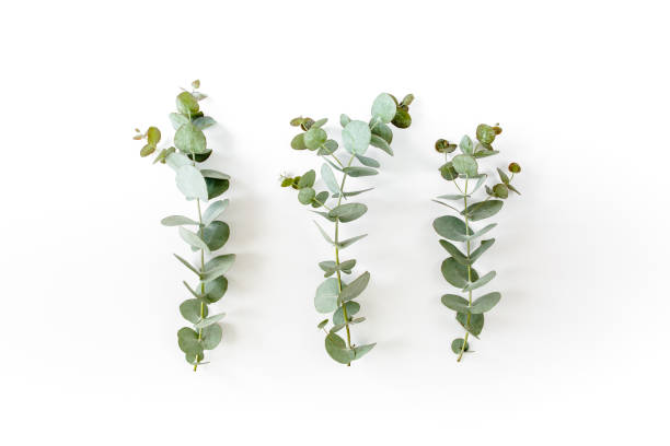 istock green leaves eucalyptus on white background. flat lay, top view 1273540769