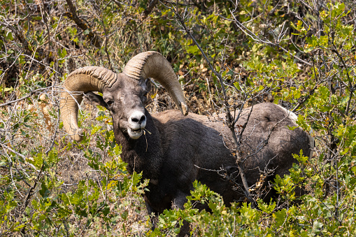 Bighorn sheep enjoying a sunny warm early autumn day in Waterton Canyon Colorado