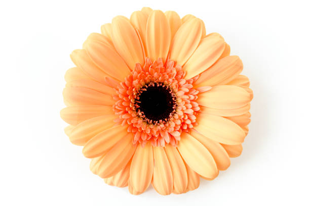 istock Orange gerbera flower on the white background. Flat lay, top view 1273541627
