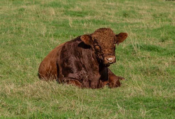 istock Bull Enjoying The Afternoon Sun. 1273542177