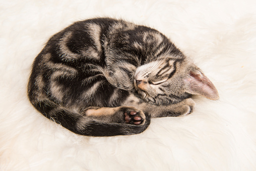 Cute sleeping tabby kitten curled up on a white fur seen from a high angle