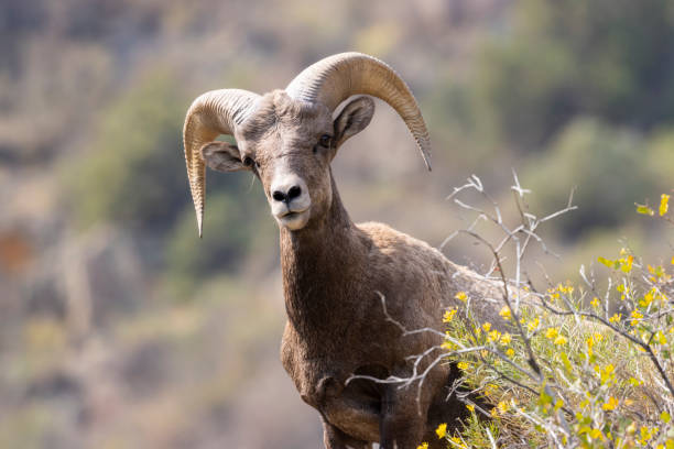 istock Bighorn Sheep in Waterton Autumn 1273542316