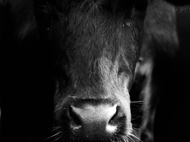 Close up of the head of a black cow Nature and wildlife photography animal nose photos stock pictures, royalty-free photos & images