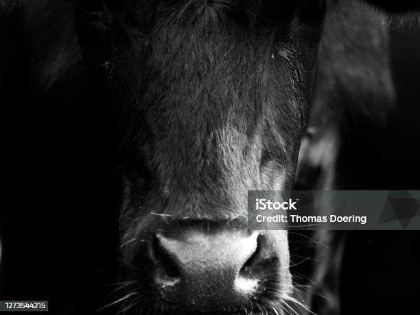Close Up Of The Head Of A Black Cow Stock Photo - Download Image Now - Domestic Cattle, Cow, Black Color