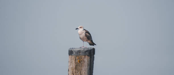 istock Seagull on a log at a port on the coast 1273544228