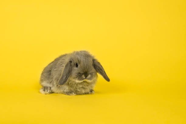 Cute young gray bunny on a yellow background