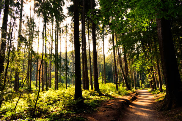 istock Lonely narrow forest path in a forest overgrown in the evening sun 1273544247