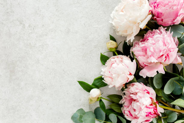 istock Beautiful pink peony flowers on gray stone table with copy space for your text. Flat style, top view 1273544368