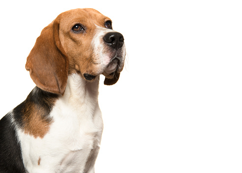 Beagle against white background