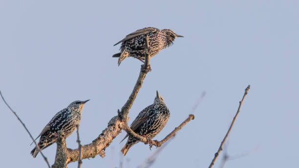 istock Sturnus vulgaris Starlings on a tree. three birds are preparing to migrate. 1273545070