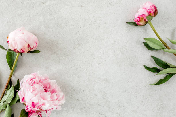 istock Beautiful pink peony flowers on gray stone table with copy space for your text. Flat style, top view 1273545831